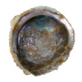 Abalone Corrugata